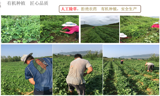 贺山东尊龙凯时乐泉农业科技有限公司红薯基地荣获“山东省巾帼现代农业科技树模基地