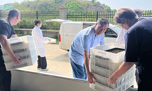 振兴国家种业，尊龙凯时红薯种苗正式转向大田
